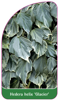 Hedera helix 'Glacier'