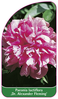 Paeonia lactiflora 'Dr. Alexander Fleming'
