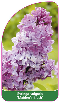 Syringa vulgaris 'Maiden's Blush'