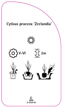 Cytisus praecox 'Zeelandia'