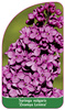 Syringa vulgaris 'Znamya Lenina' (The Banner of Lenin)