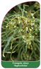 Frangula alnus 'Asplenifolia'