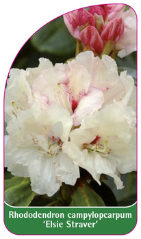 Rhododendron campylopcarpum 'Elsie Straver'