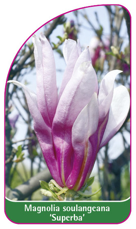Magnolia soulangeana 'Superba'