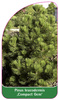 Pinus leucodermis 'Compact Gem'