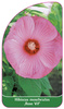 Hibiscus moscheutos ,Rose Vif'