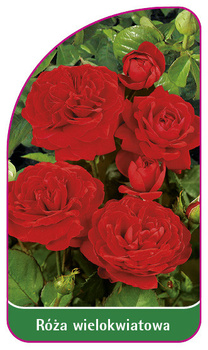 Róza wielkokwiatowa Nr. 255 B