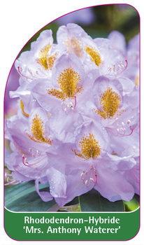 Rhododendron-Hybride 'Mrs. Anthony Waterer'