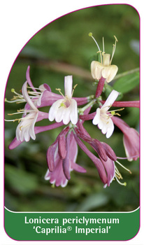 Lonicera periclymenum 'Caprilia Imperial'