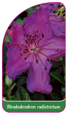 Rhododendron radistrotum