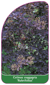 Cotinus coggygria 'Rubrifolius'