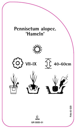 Pennisetum alopecuroides 'Hameln'