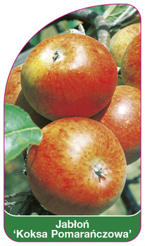 Jabloň 'Orange Coke'