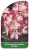 Rhododendron-Hybride 'Minikin'