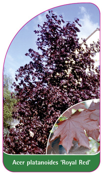 Acer platanoides 'Royal Red'