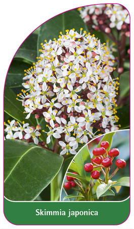 Skimmia japonica