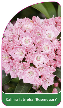 Kalmia latifolia 'Rosenquarz'