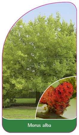Morus alba