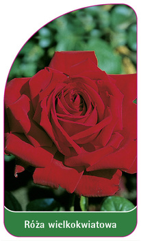 Róza wielkokwiatowa Nr. 215
