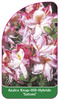 Azalea Knap-Hill-Hybride 'Satomi'