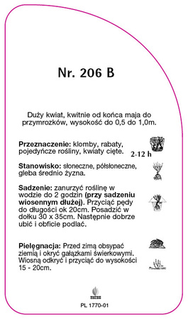 Róza wielkokwiatowa Nr. 206 B