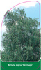 Betula nigra 'Heritage'