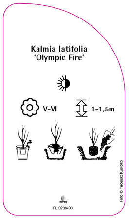 Kalmia latifolia 'Olympic Fire'
