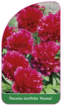 Paeonia lactiflora 'Kansas'