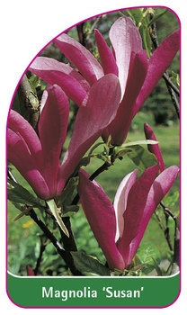 Magnolia 'Susan'