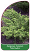 Juniperus chinensis 'Mint Julep'