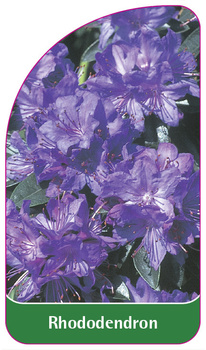 Rhododendron