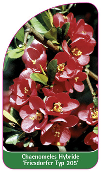 Chaenomeles Hybride 'Friesdorfer Typ 205'