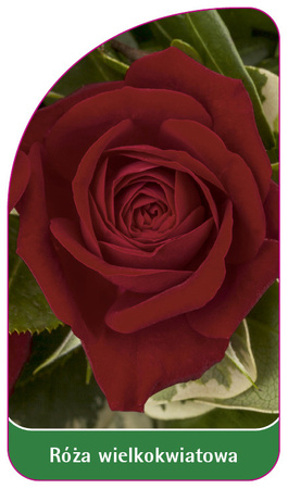 Róza wielkokwiatowa 'Nr.246'