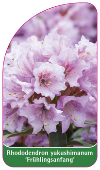 Rhododendron yakushimanum 'Frühlingsanfang'