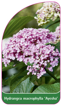 Hydrangea macrophylla 'Ayesha'
