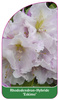 Rhododendron-Hybride 'Eskimo'