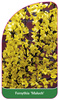 Forsythia 'Maluch'