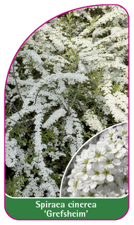 Spiraea cinerea 'Grefsheim'