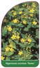 Hypericum erectum 'Gemo'
