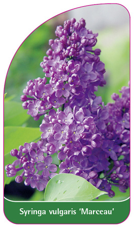 Syringa vulgaris 'Marceau'