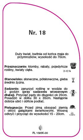 Róza pienna Nr. 18