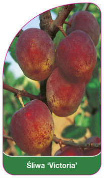 Śliwa 'Victoria'