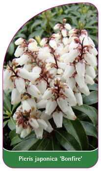 Pieris japonica 'Bonfire'