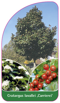 Cratageus lavallei ,Carrierei'