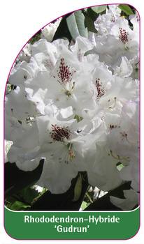 Rhododendron-Hybride 'Gudrun'
