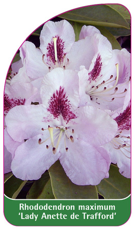 Rhododendron maximum 'Lady Anette de Trafford'