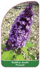 Buddleja davidii 'Peacock'