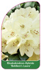 Rhododendron-Hybride 'Bohlken's Laura'