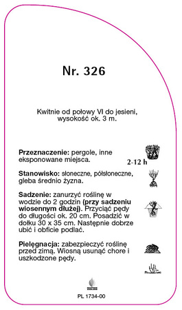 Róza pnąca Nr. 326