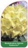 Rhododendron-Hybride 'Goldinetta',